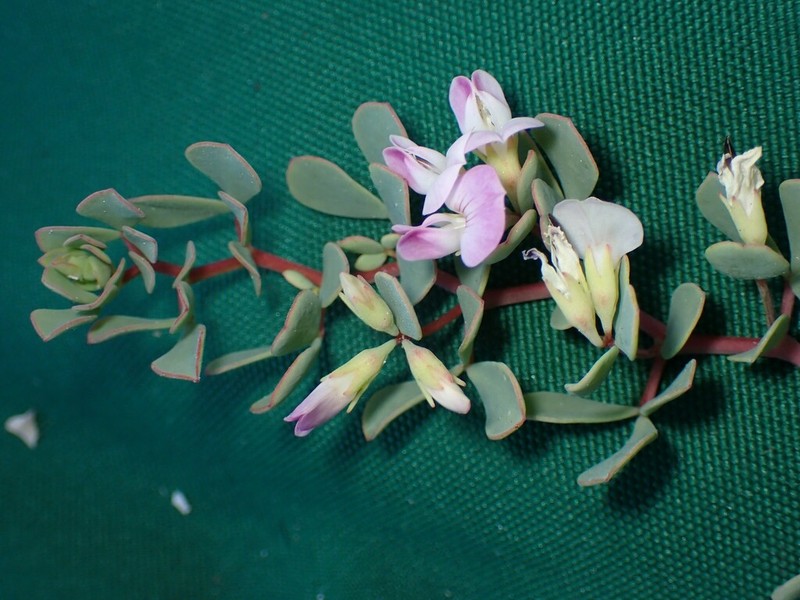 Lotus anfractuosus photo 6