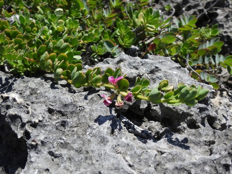 Lotus anfractuosus photo 8