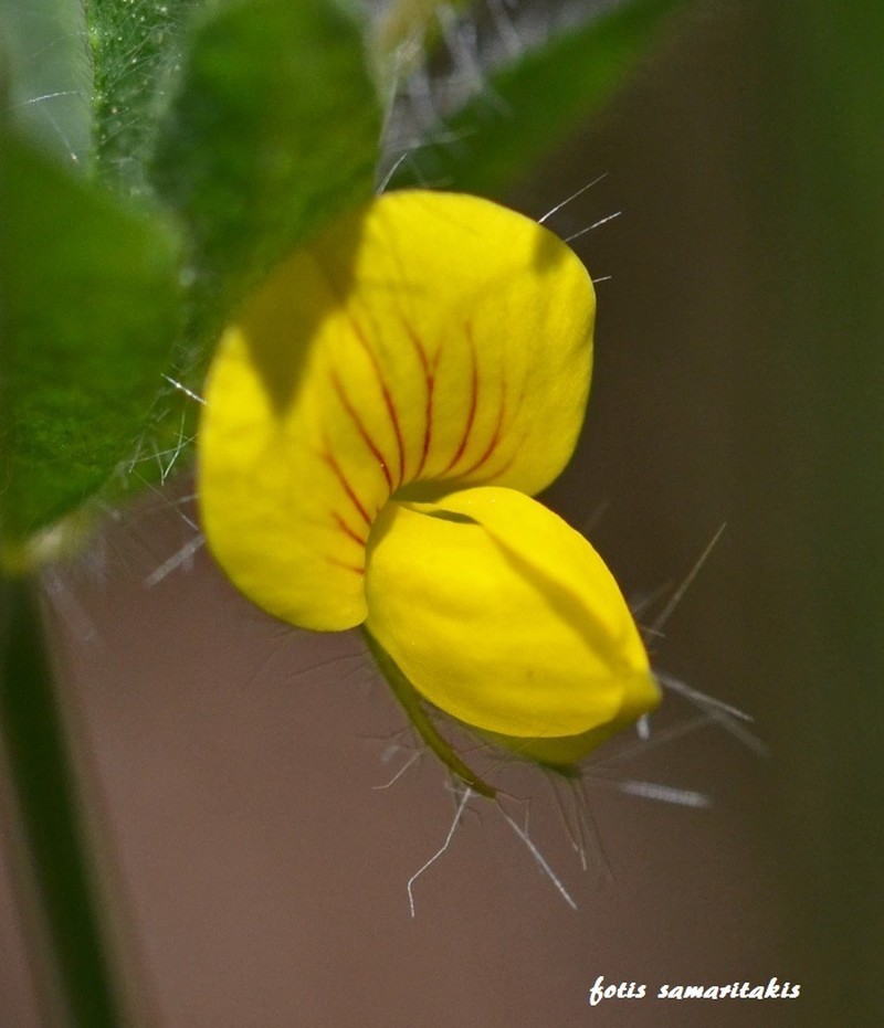 Slender Bird's-Foot Trefoil photo 3