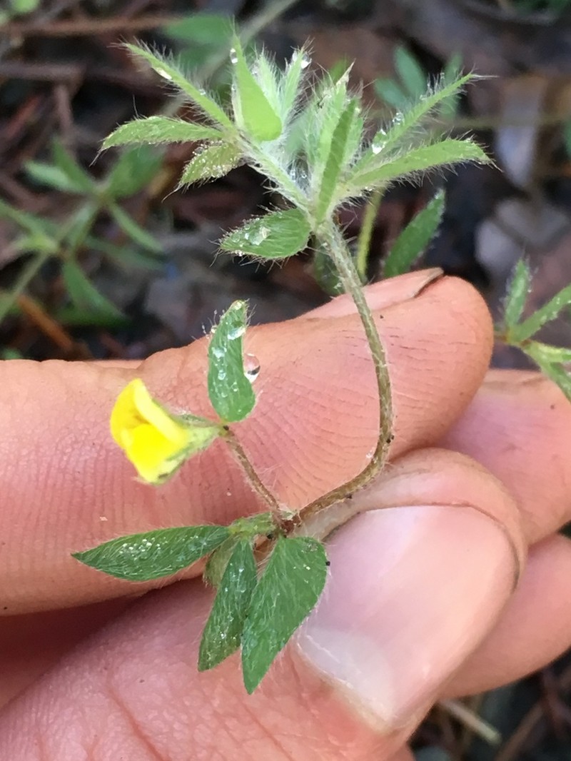 Slender Bird's-Foot Trefoil photo 4