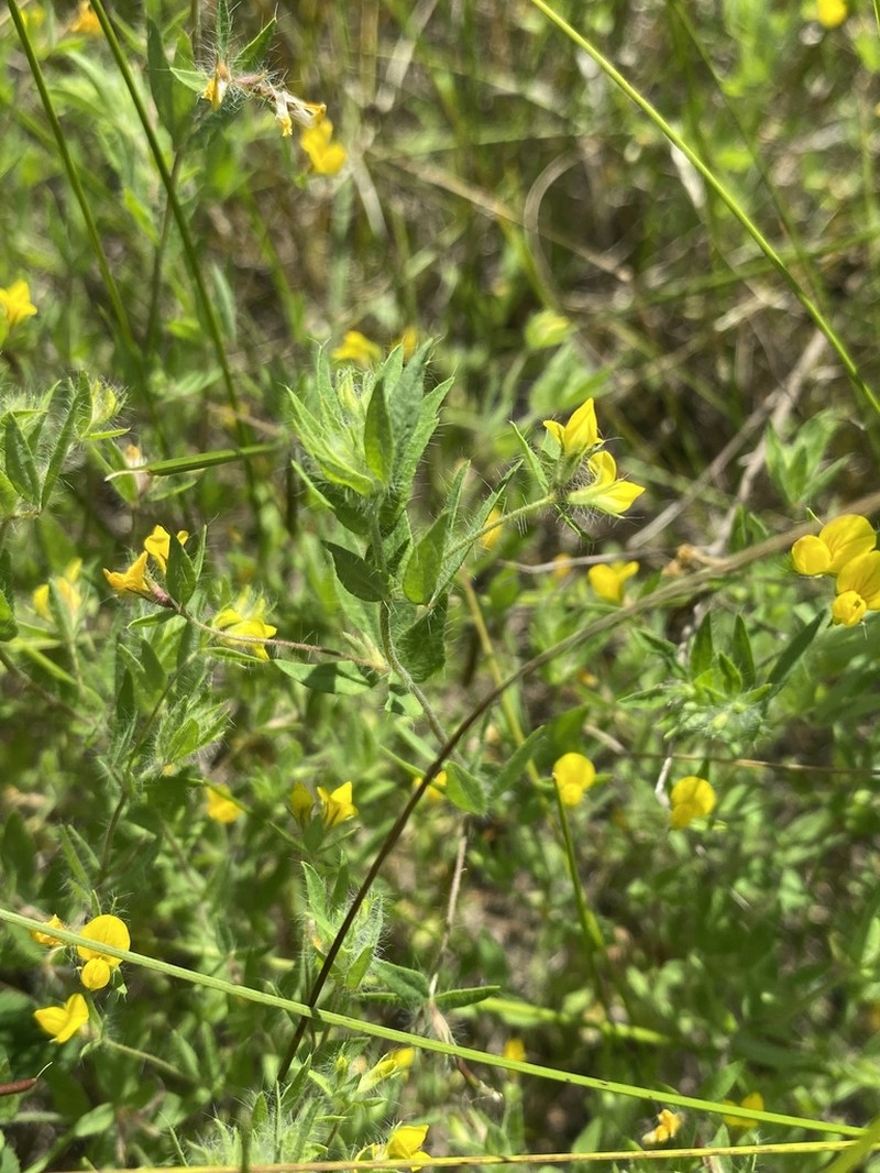 Slender Bird's-Foot Trefoil photo 5