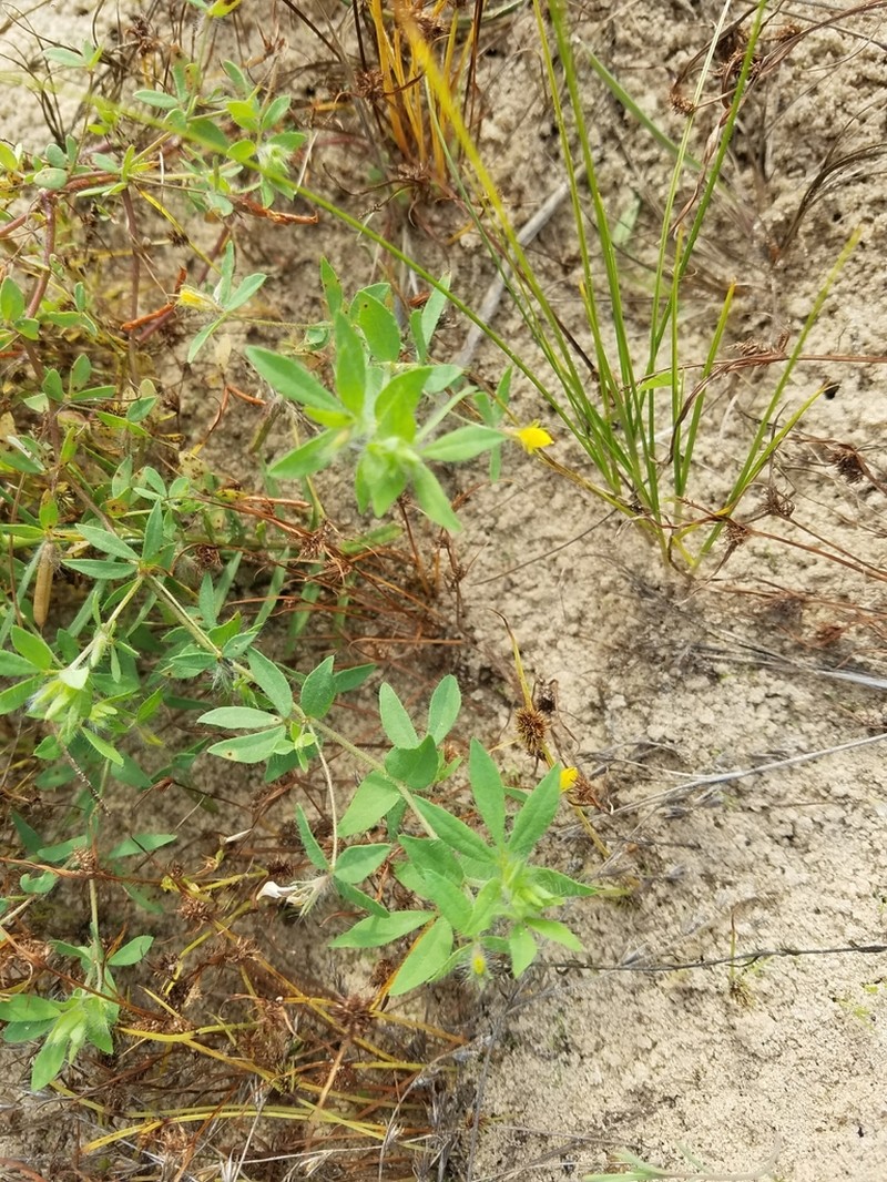Slender Bird's-Foot Trefoil photo 6