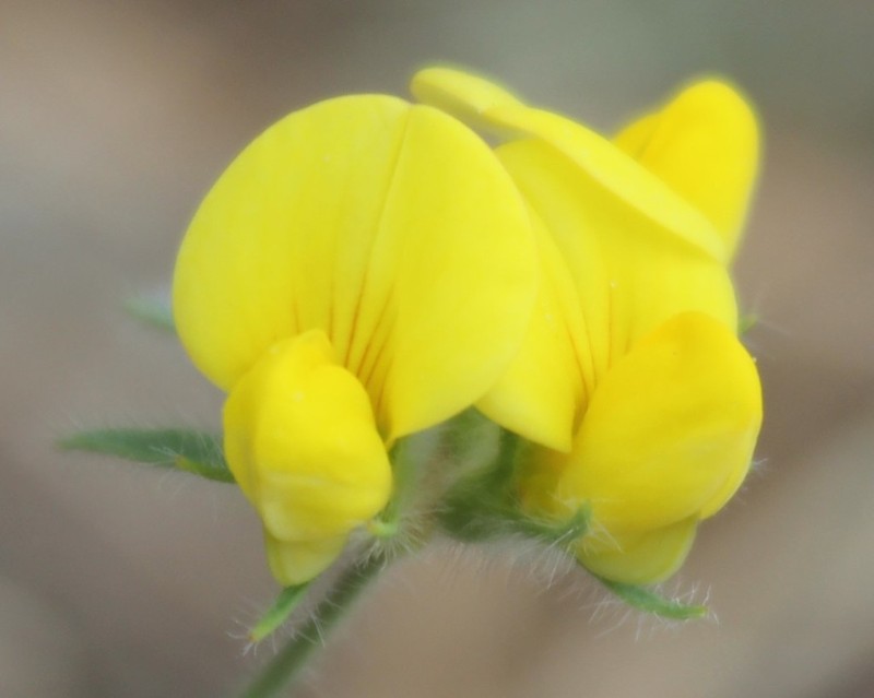 Slender Bird's-Foot Trefoil photo 7