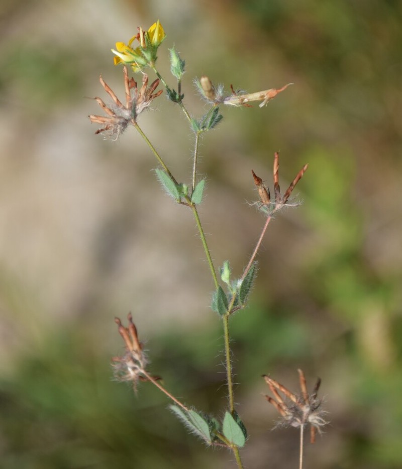 Slender Bird's-Foot Trefoil photo 8