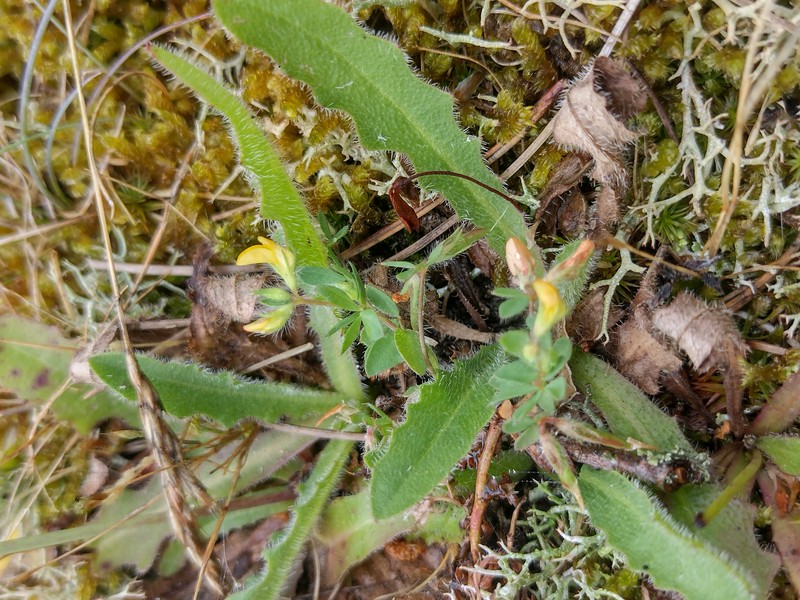 Slender Bird's-Foot Trefoil photo 2