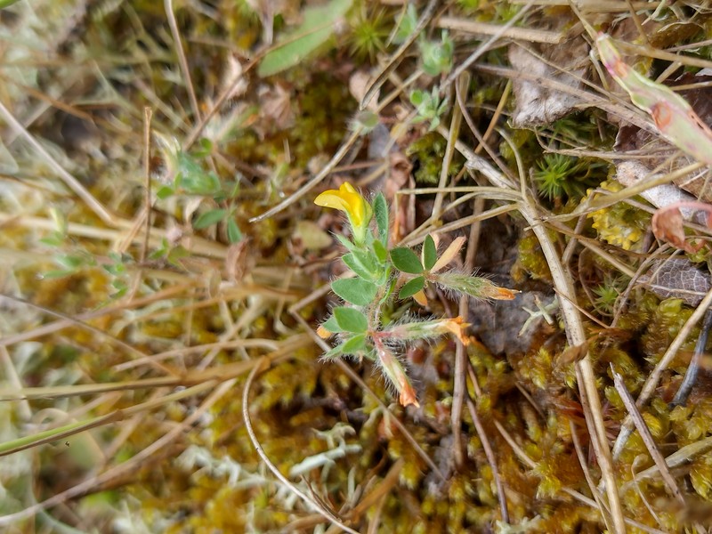 Slender Bird's-Foot Trefoil photo 3