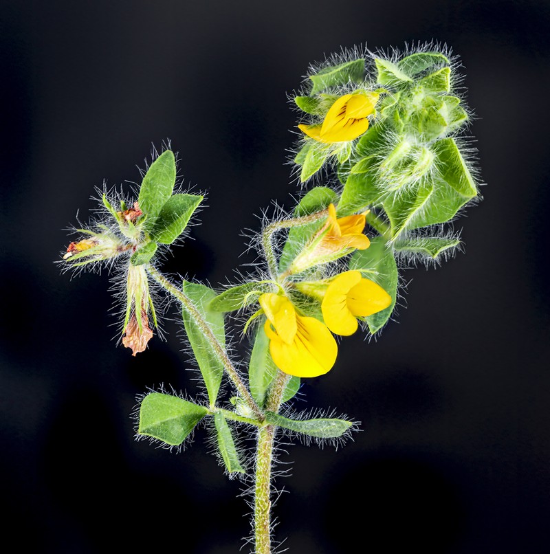 Slender Bird's-Foot Trefoil