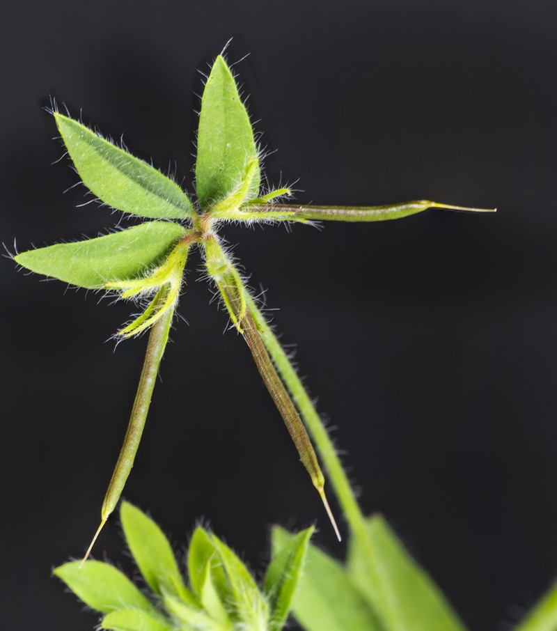 Slender Bird's-Foot Trefoil photo 4