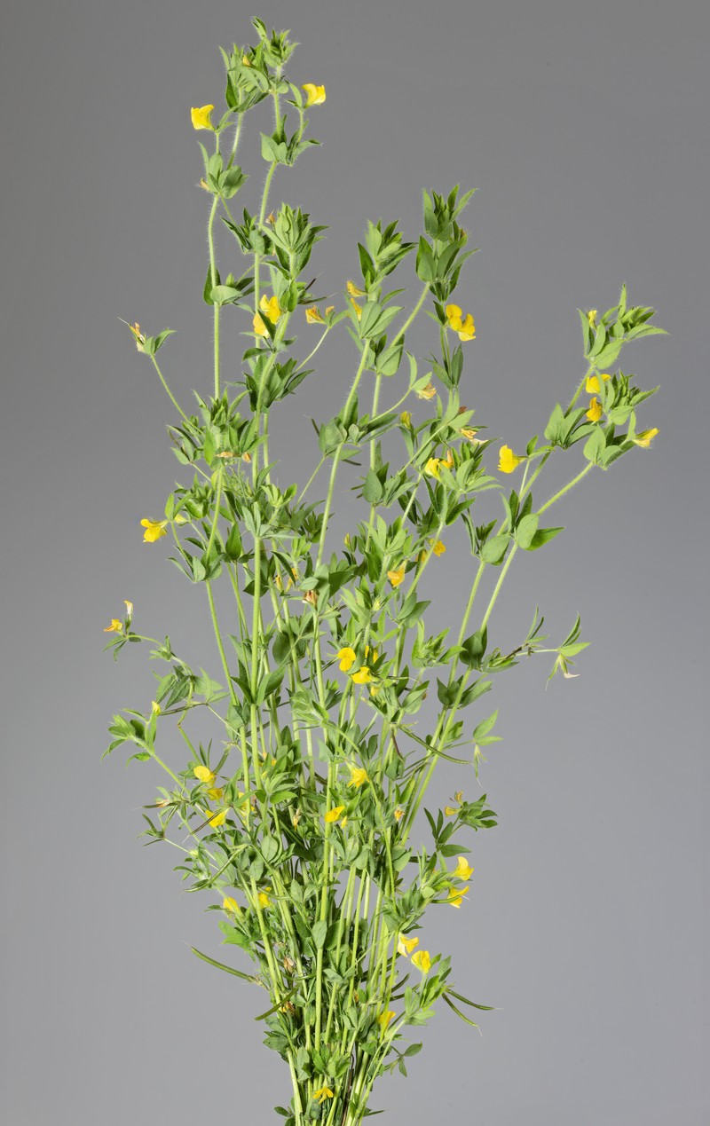 Slender Bird's-Foot Trefoil photo 5