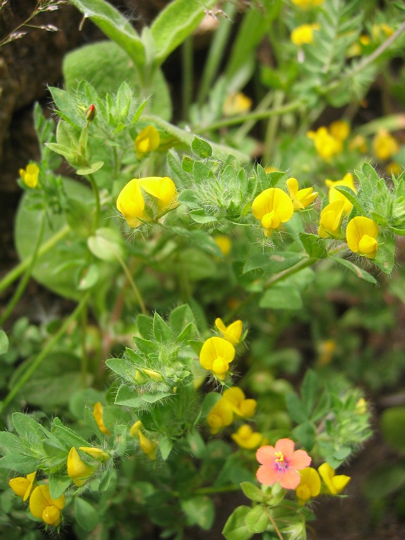 Slender Bird's-Foot Trefoil photo 6