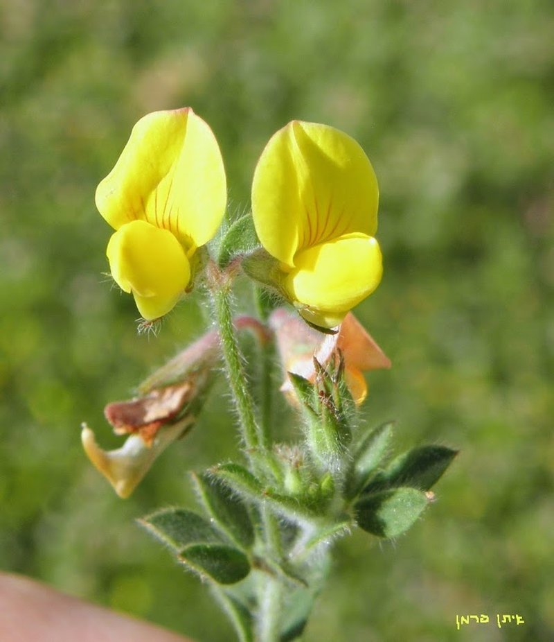 Slender Bird's-Foot Trefoil photo 7