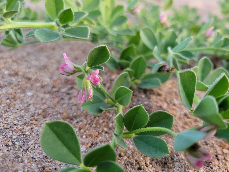 Lotus arabicus photo 2