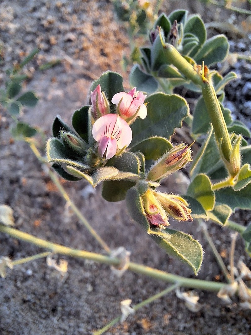 Lotus arabicus photo 5