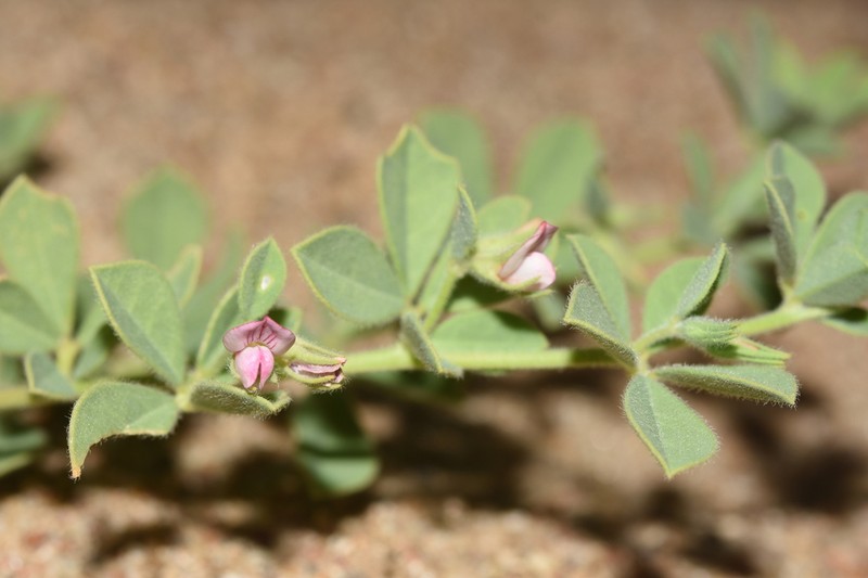 Lotus arabicus photo 6