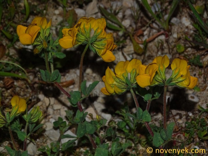 Lotus arenarius photo 2