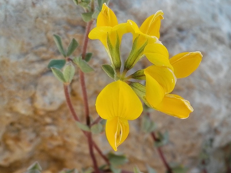 Lotus arenarius photo 4