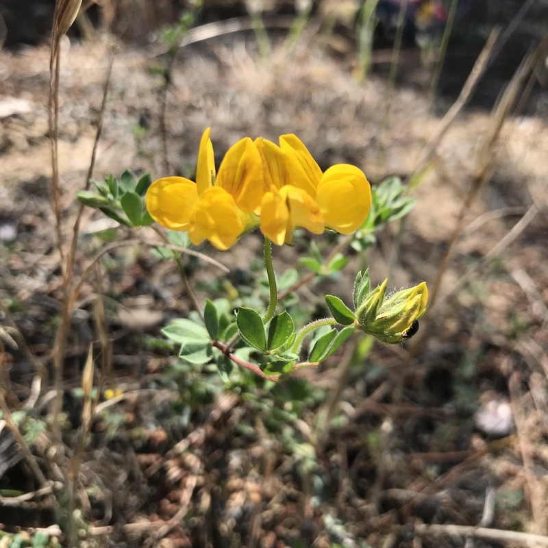 Lotus arenarius photo 7