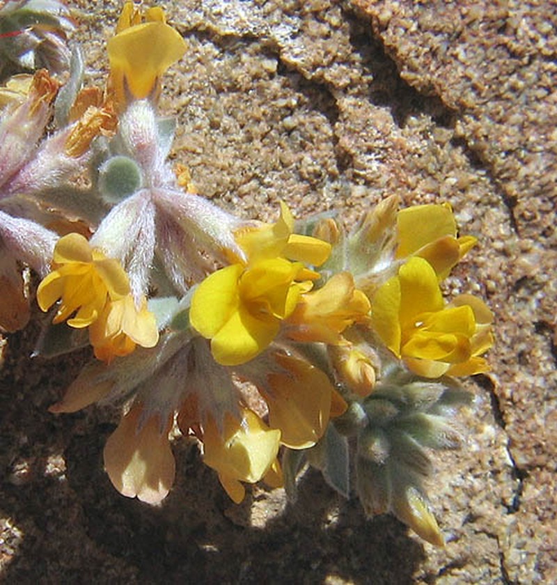 Silver Bird's-Foot Trefoil photo 2
