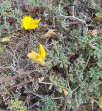 Lotus arinagensis