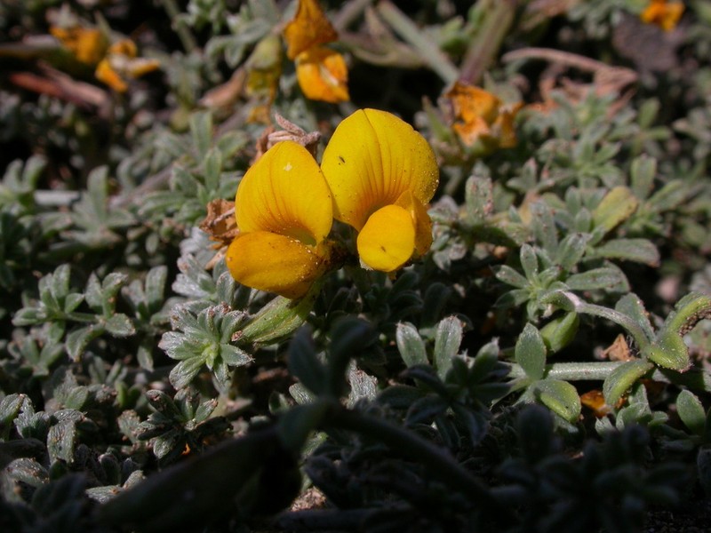 Lotus arinagensis photo 3