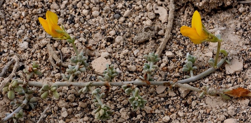 Lotus arinagensis photo 4