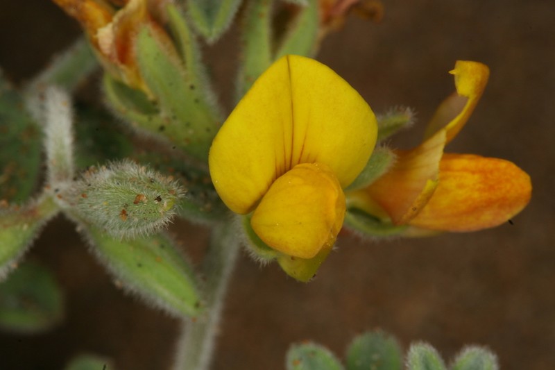 Lotus assakensis photo 8