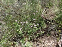 Lotus australis