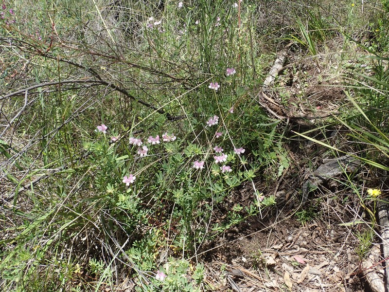 Lotus australis