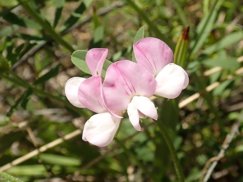 Lotus australis photo 2