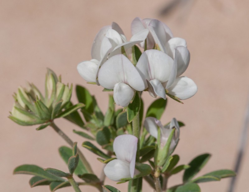 Lotus australis photo 4