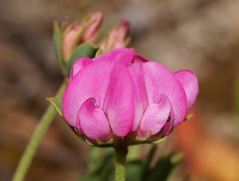 Lotus australis photo 5