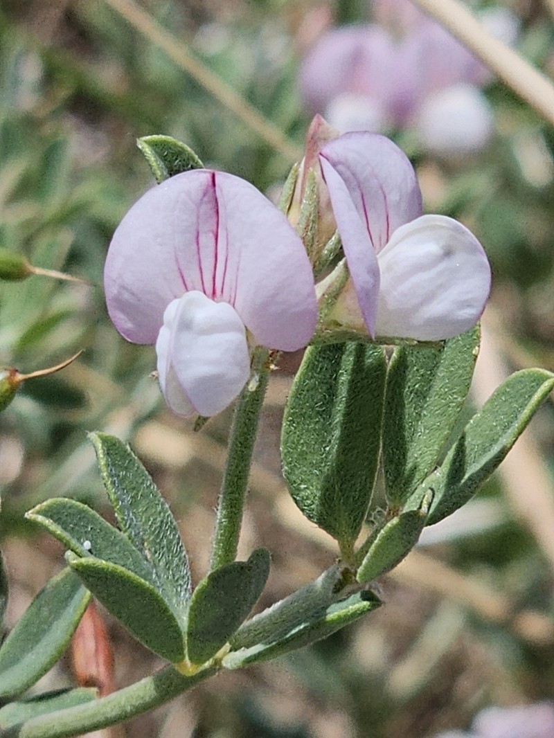 Lotus australis photo 6