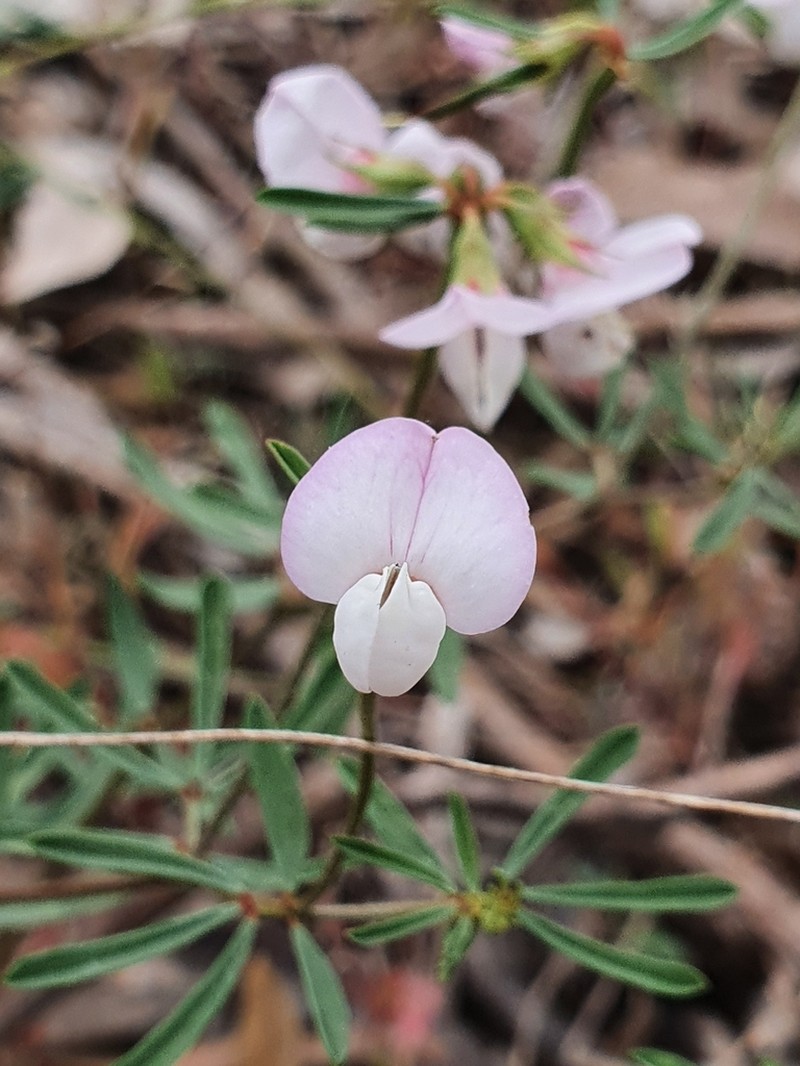 Lotus australis photo 8