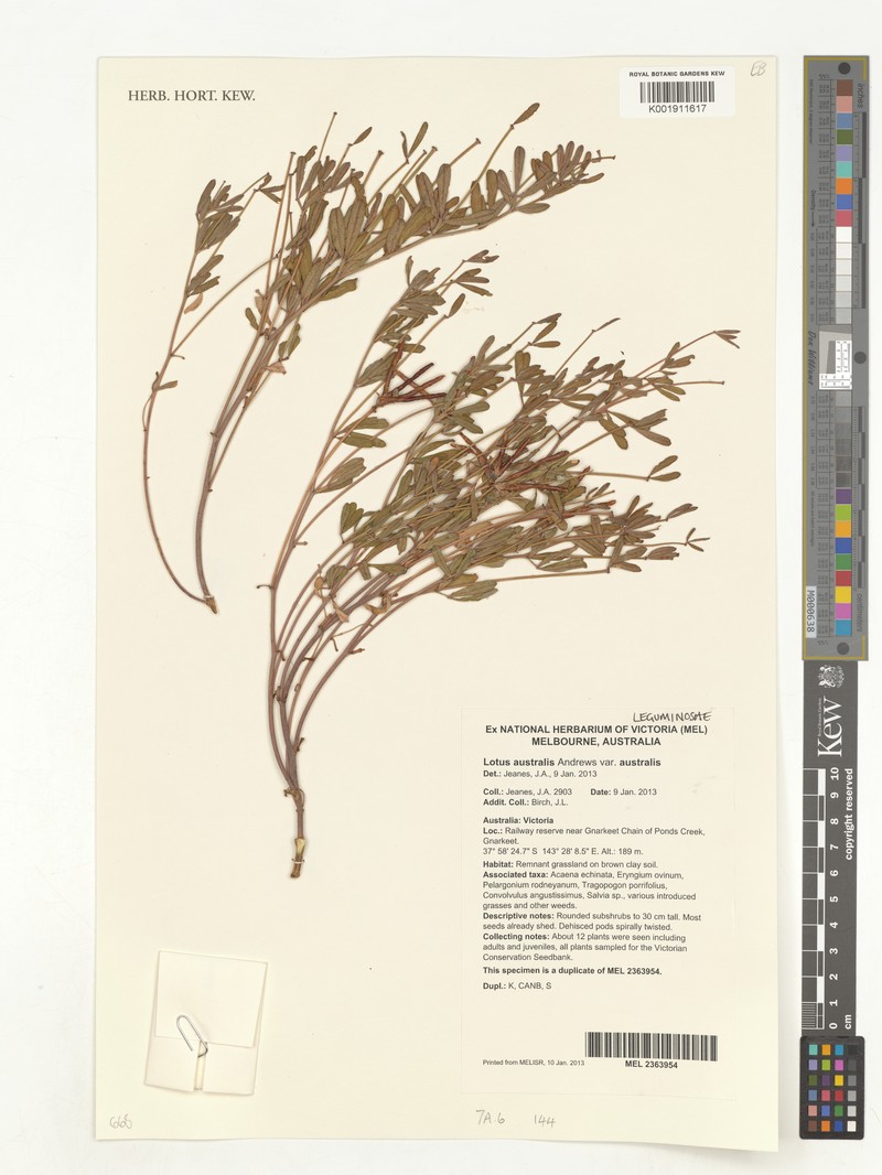 Lotus australis var. australis