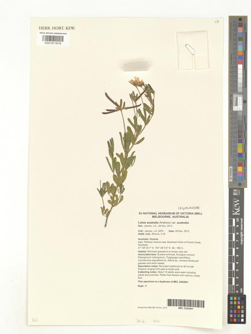 Lotus australis var. australis photo 2