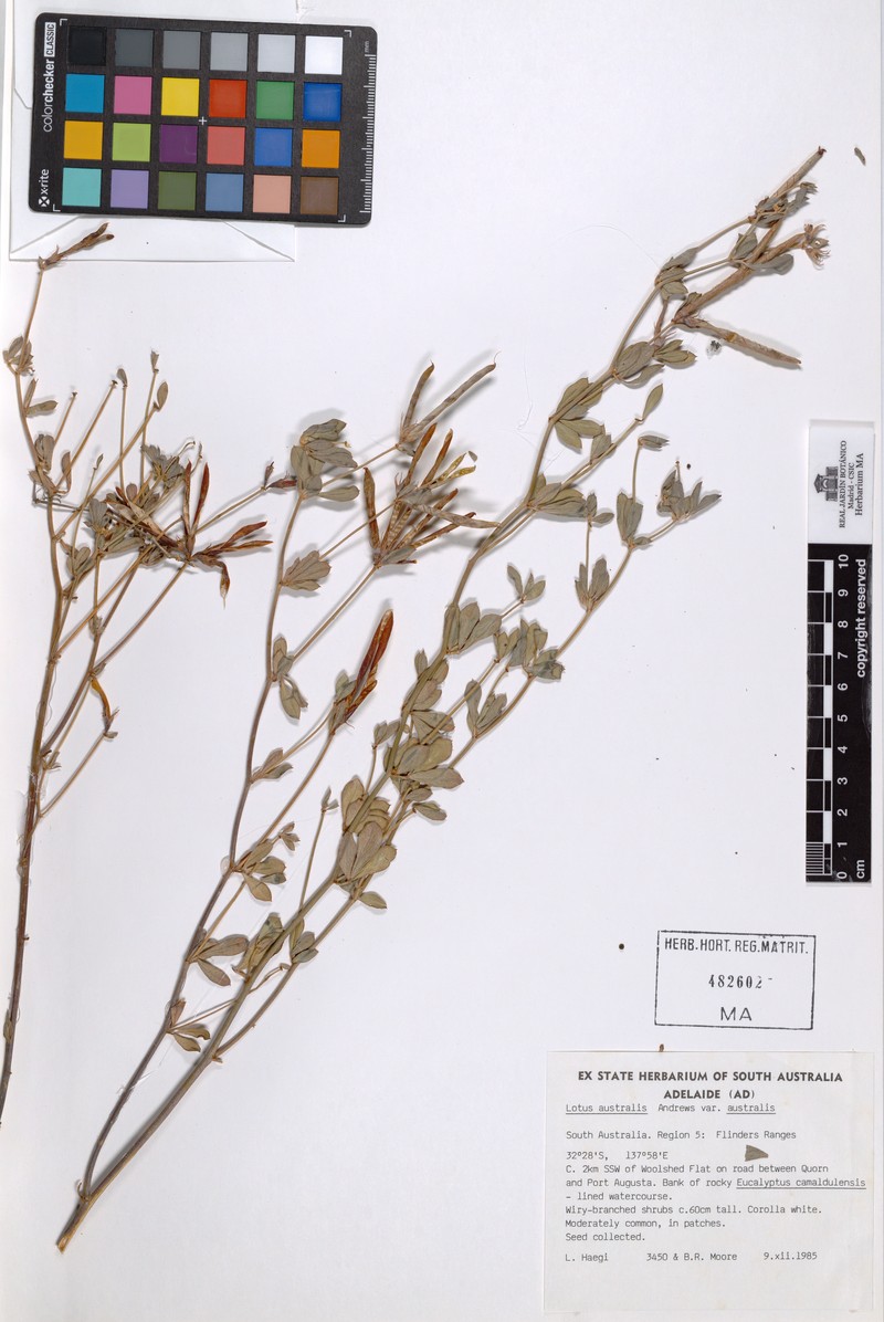 Lotus australis var. australis photo 3