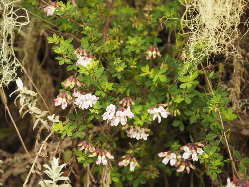 Lotus becquetii