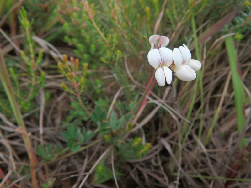 Lotus becquetii photo 3