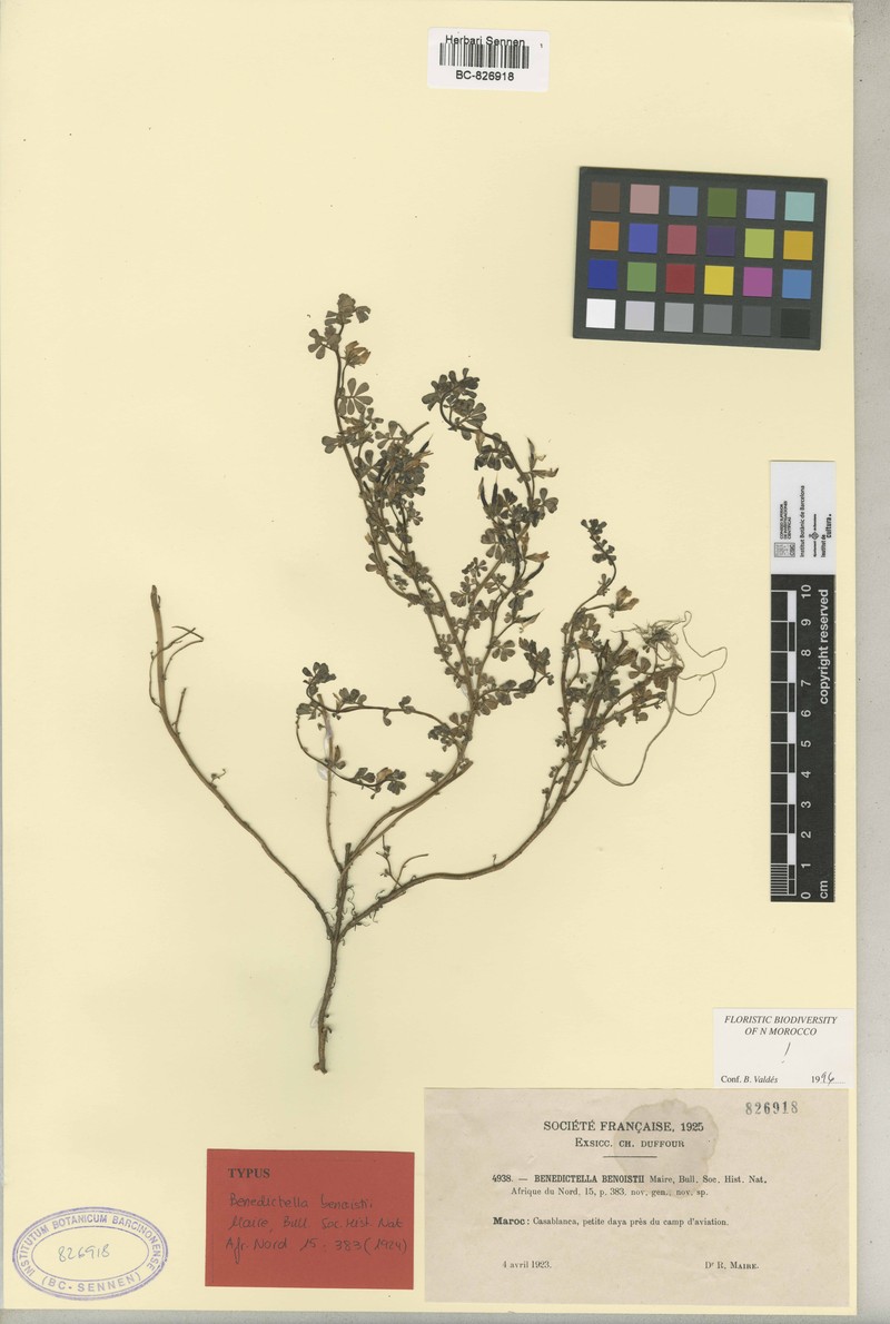 Lotus benoistii
