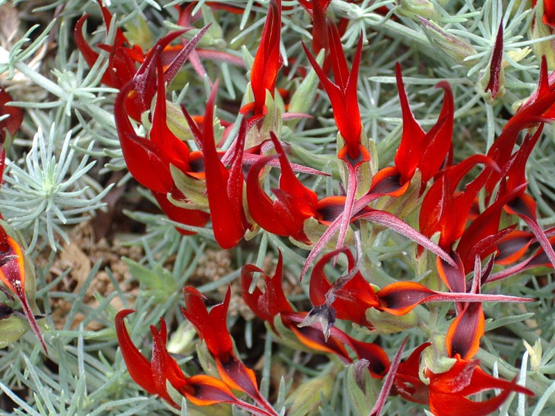 Lotus berthelotii