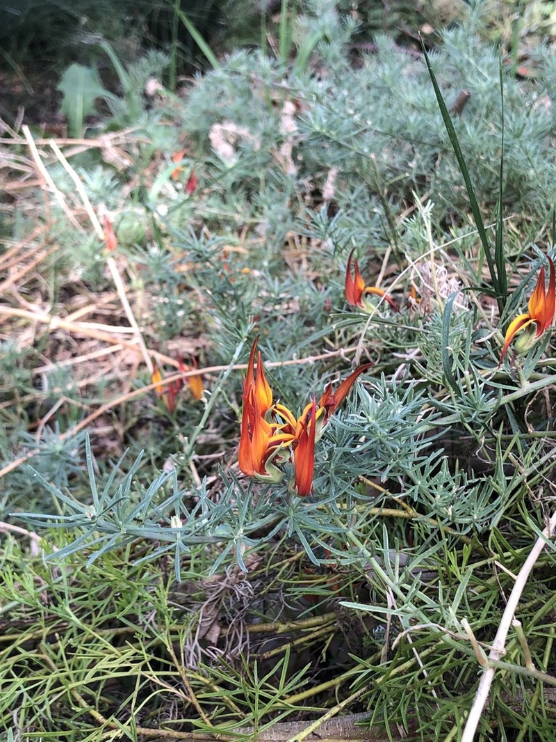Lotus berthelotii photo 5