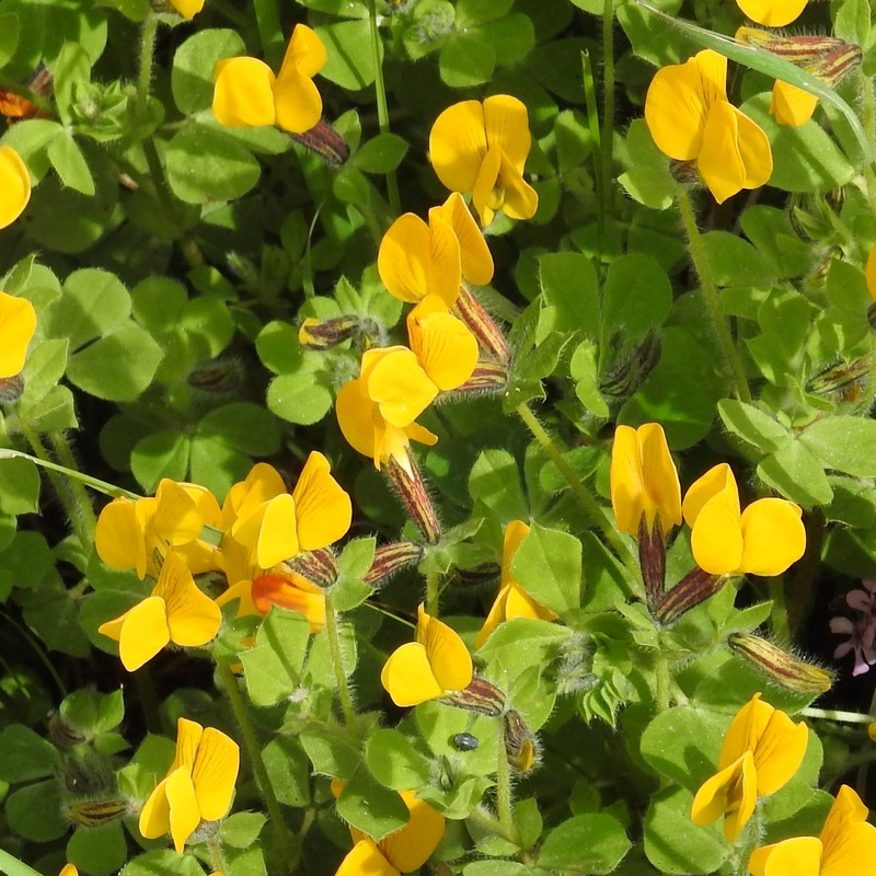 Lotus biflorus