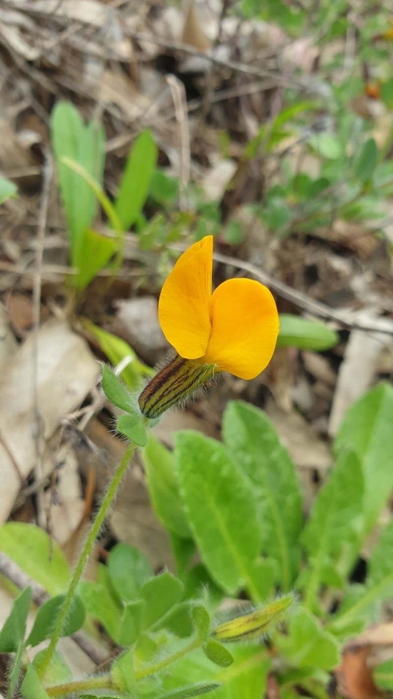 Lotus biflorus photo 2