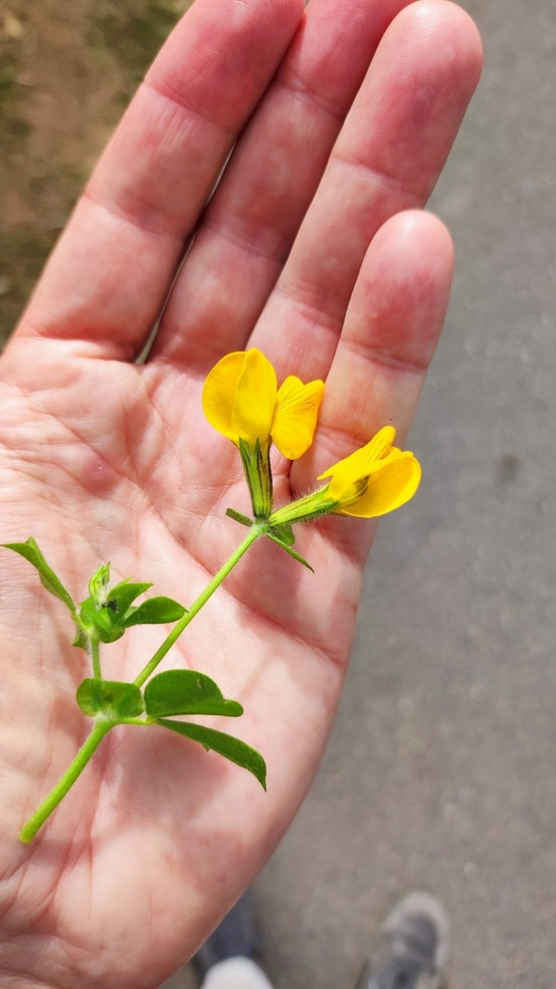 Lotus biflorus photo 3