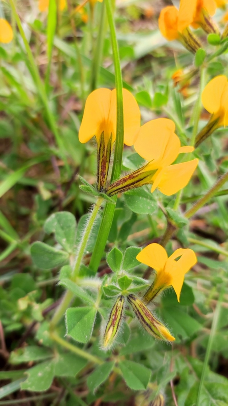 Lotus biflorus photo 4