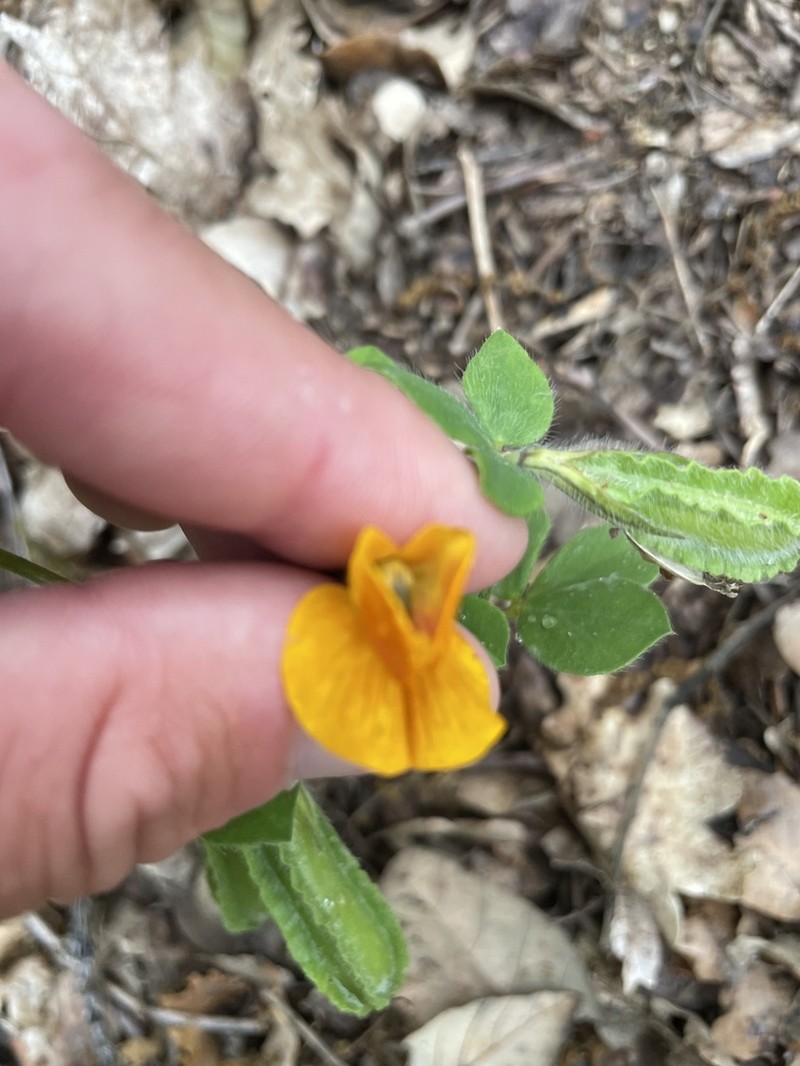 Lotus biflorus photo 5