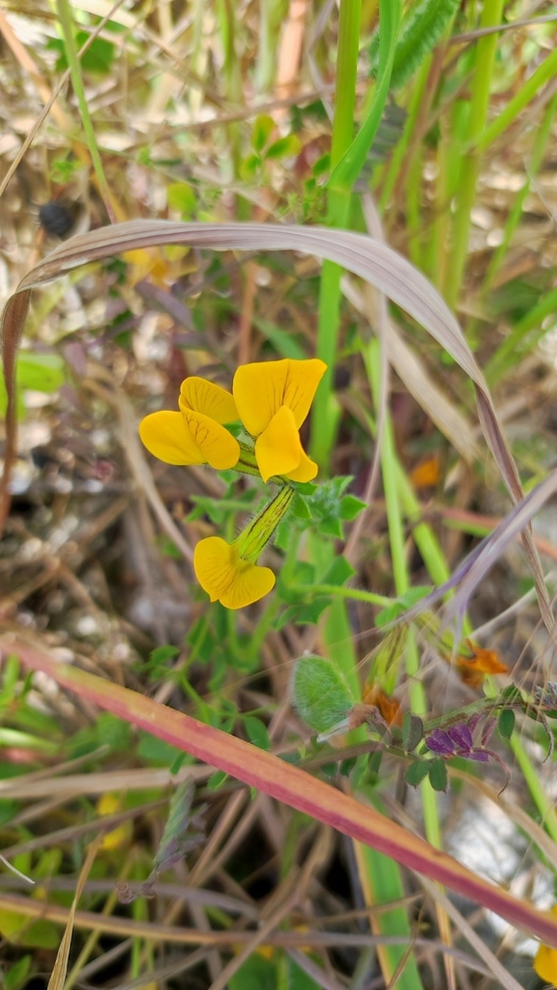 Lotus biflorus photo 7