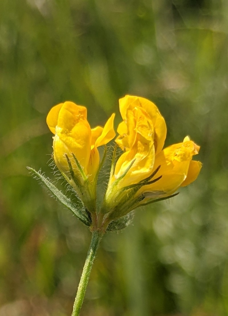Lotus borbasii photo 2