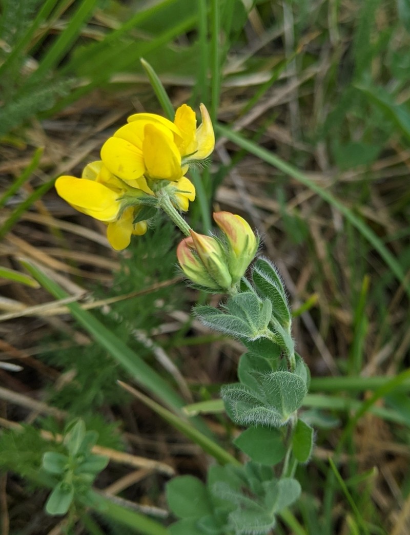 Lotus borbasii photo 3
