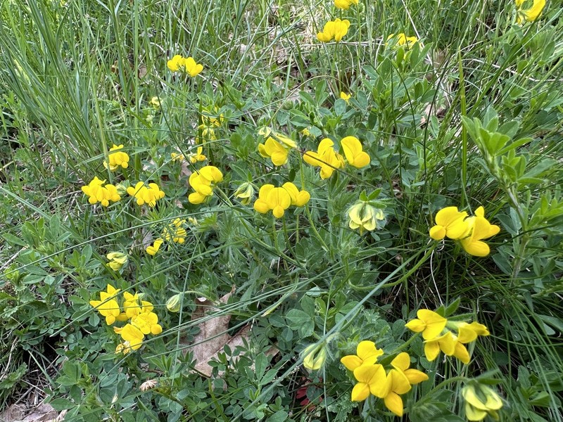 Lotus borbasii photo 5
